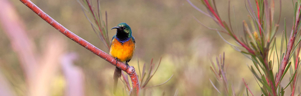 Orange breasted sunbird