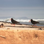 Black oystercatcher
