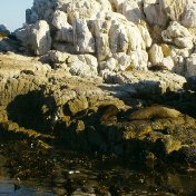 Cape Fur Seals