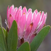 Protea in Kleinmond fynbos floral kingdom