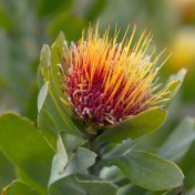 Protea in Kleinmond fynbos floral kingdom