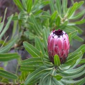 Protea in Kleinmond fynbos floral kingdom