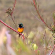 Bird-watching in Betty's Bay