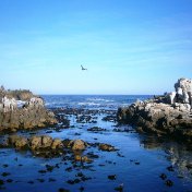 Tidal pool