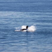 Whale watching